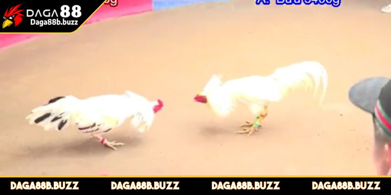 ca-cuoc-da-ga-mang-la-gi