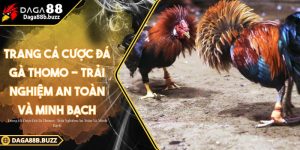 trang-ca-cuoc-da-ga-thomo